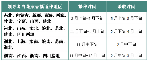 白花菜新品领导者春季播种、采收时间表