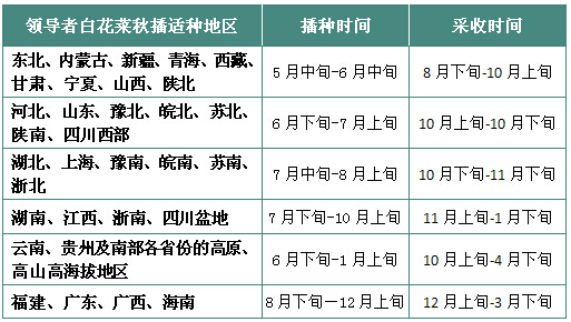 领导者白花菜秋播适种地区、播种、采收时间参考