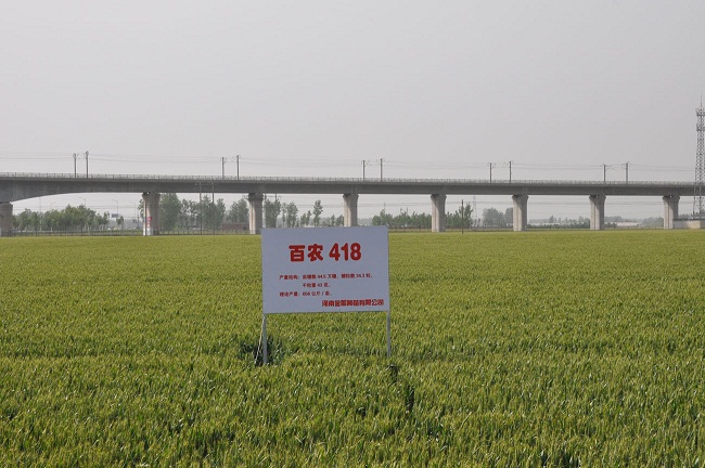 百农418,矮抗58育种人茹振钢教授全新力作,河南科技学院超高产小麦新