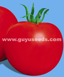 �챦����:<font color=red>��Ӳ�ȣ��͸�������</font> ���������ͣ���Բ�ͷۺ�����Ӳ�ȸ������ˣ���Ʒ�Ժã��͸��£�ҶƬ�е�ƫС���߿�Ҷù����������250�ˣ��ʺϱ��������Ӻ�¶�����ࡣ