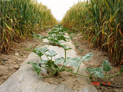 麦茬自然高架无籽西瓜套种菜豆懒汉栽培技术