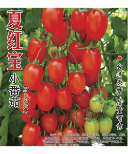 【夏红宝】番茄种子[荐]