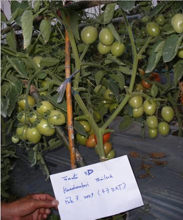 早生耐热加工型番茄种子--罗拉TM75