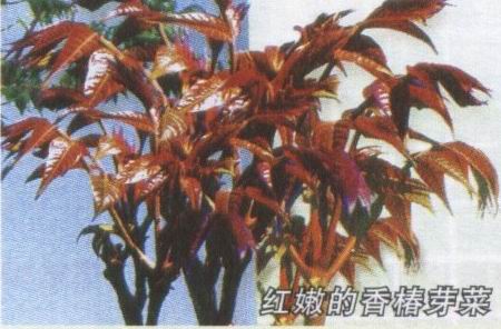 供应红油香椿种子