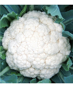 Cauliflower 901