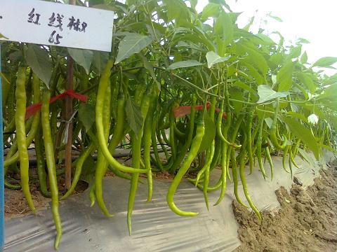 长秀辣椒---中国线椒种子第一品牌