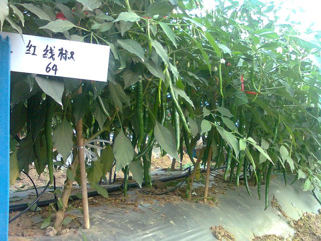 俊秀辣椒种子--中国线椒第一品牌