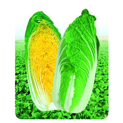 供应韩国进口优质蔬菜种子