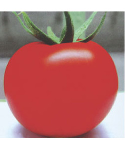 红太郎番茄