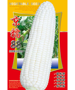 京糯88玉米-甜糯玉米种子