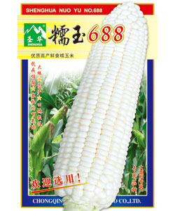 糯玉688玉米
