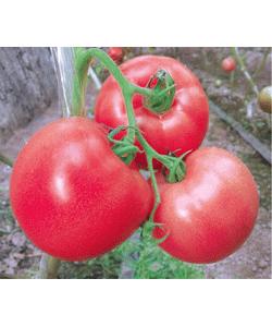 粉贝三号——番茄种子