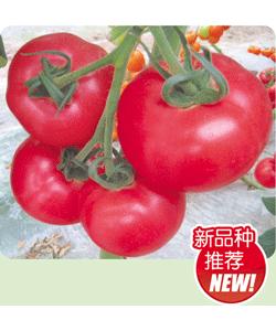 瑞盾F1-番茄种子