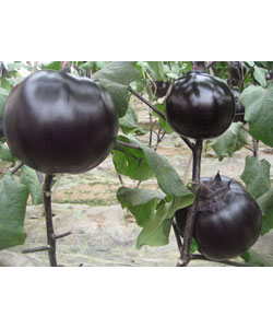黑晶圆茄-----杂交圆茄
