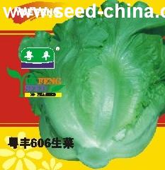 粤丰D606生菜种子