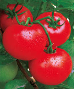 东洋红果王--番茄