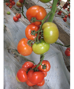丽威7399F1——番茄种子