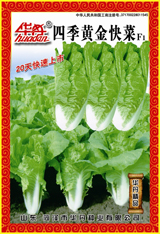 四季黄金快菜