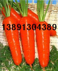 陕西红萝卜价格，红萝卜行情，红萝卜产地，红萝卜基地
