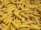 供浚单20玉米种