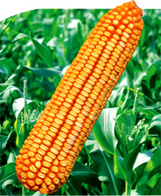 郑单958玉米种