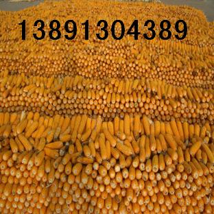 陕西玉米基地，玉米价格，玉米行情