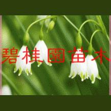 皂角 樱花 樱桃 三角枫 五角枫 