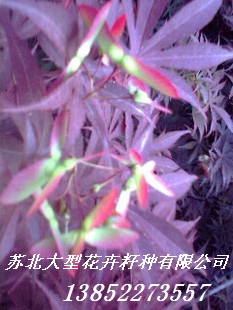 批发:黄花梨种子，桂花种子，乐昌含笑种子，黄花风铃木种子