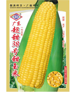 广东超甜38号甜玉米