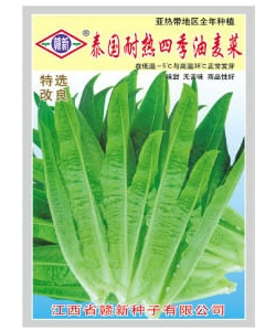 台湾耐热四季油麦菜