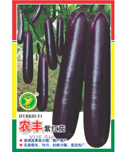 农丰紫长茄