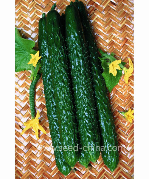 永丰年青瓜(Yongfengnian Green Cucumber)