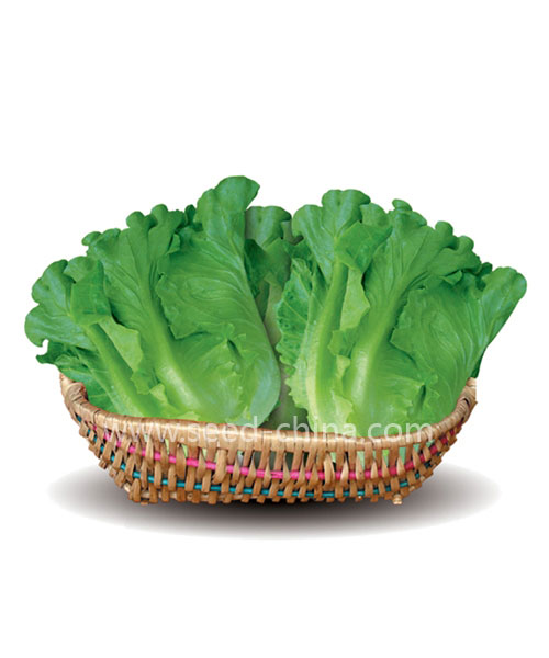 意大利生菜(Italy Lettuce)