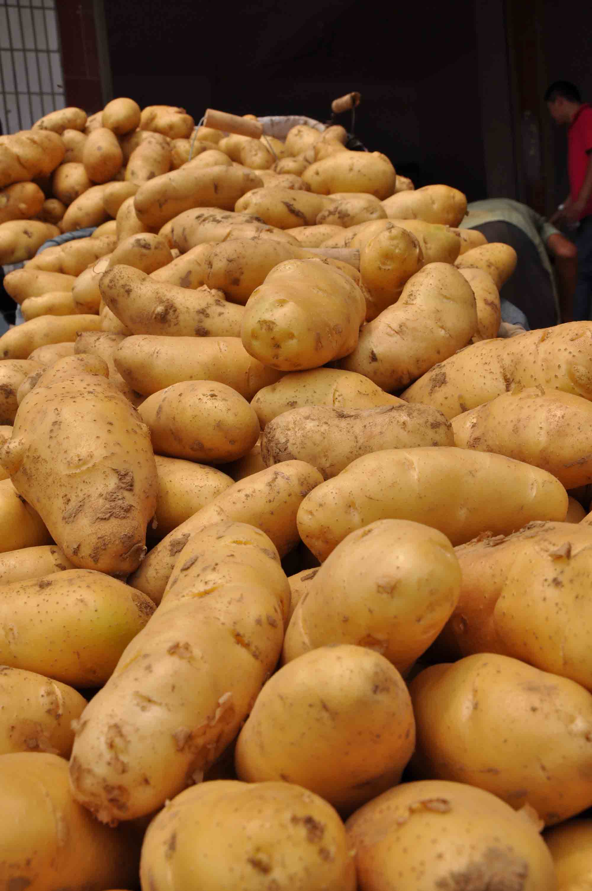 供求频道 蔬菜 薯芋类 土豆  内容阅读  最新马铃薯品种 单价