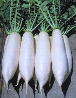 f韩国进口白萝卜种子“雪如玉F1”