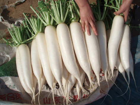 韩国进口极品白萝卜种子“雪玉大根F1”