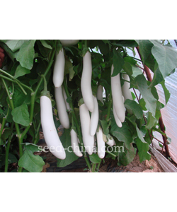 早白剑  white eggplant 