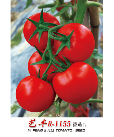 艺丰R-1155番茄