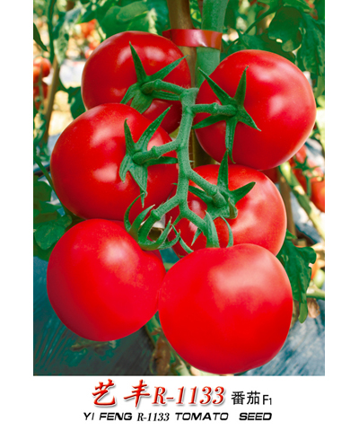 艺丰R-1133番茄