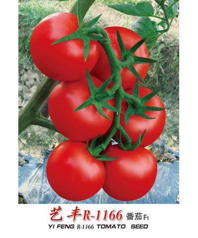 艺丰r-1166大番茄