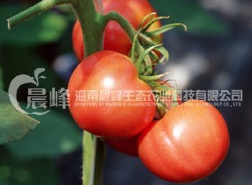 番茄种子-粉宝