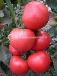 番茄种子-百威