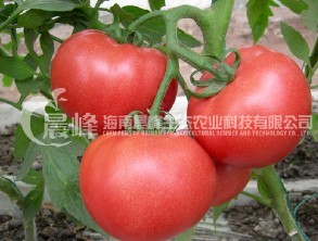 番茄种子-冬晖