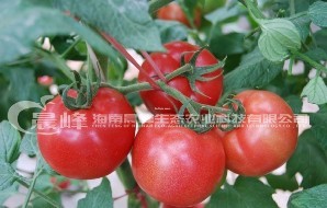 番茄种子-夏秋