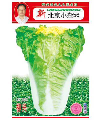 新北京小杂56大白菜