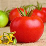 摩尔本－－优质进口番茄品种