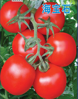 海宝石-红果番茄