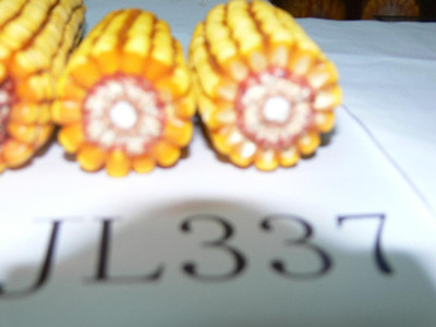 玉米J337