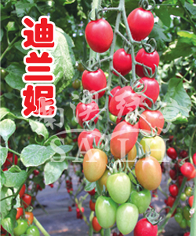 番茄种子——迪兰妮（高抗TY病毒）