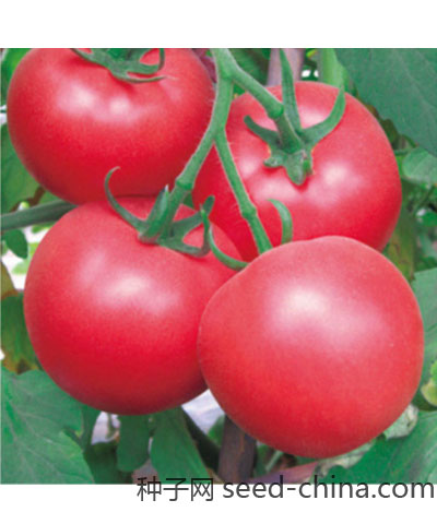 粉秀红番茄